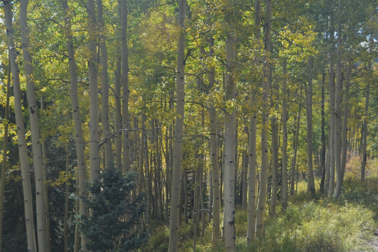 stand of aspen trees in yellow